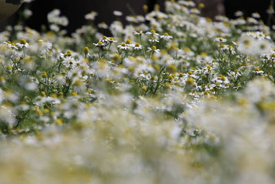 Close-up of white flowers