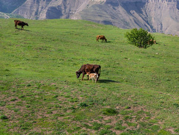 Cows grazing in a field