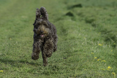 Dog running in field