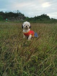 Dog in a field