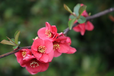 Close-up of pink flowering plant