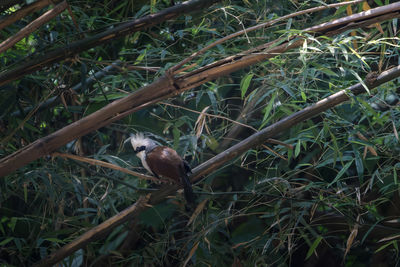 animal wildlife