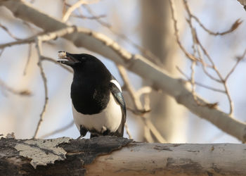 Close-up of bird perching on branch