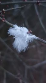 Close-up of feather on plant