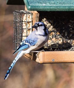 Close-up of blue jay perching on bird feeder