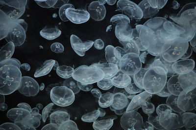 Full frame shot of jellyfish in sea