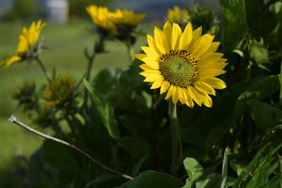 Close-up of yellow flowering plant