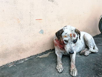 High angle portrait of dog resting against wall