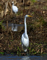 High angle view of gray heron on lake
