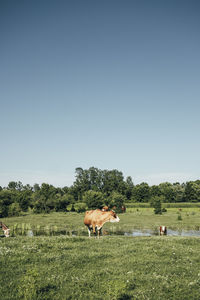Cows on field against sky