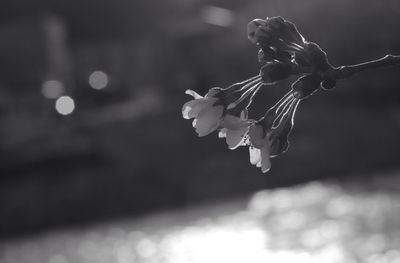 Close-up of flowers against blurred background