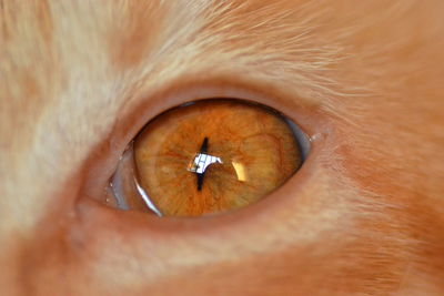 Close-up of man eye