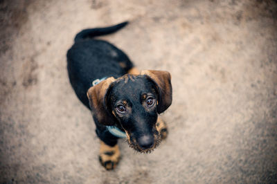 High angle portrait of black puppy