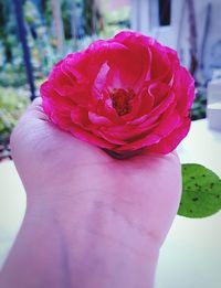 Close-up of hand holding pink rose flower