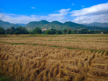 Scenic view of field against sky