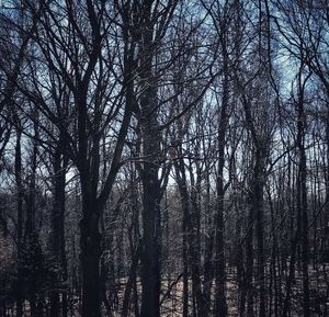 Low angle view of silhouette trees in forest against sky