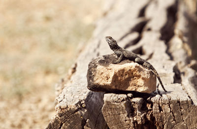 Close-up of lizard