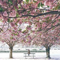 Pink cherry blossoms in spring