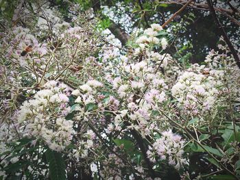 Blossoming tree