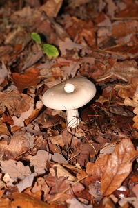 Close-up of mushroom