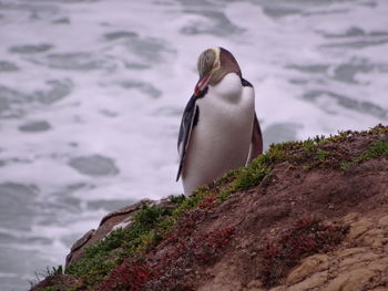 Close-up of penguin against sea