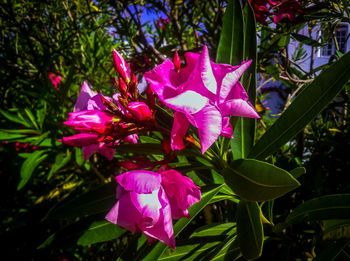 Close-up of pink flowers