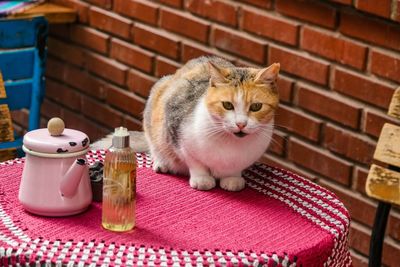 Portrait of kitten sitting