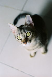 Close-up portrait of a cat