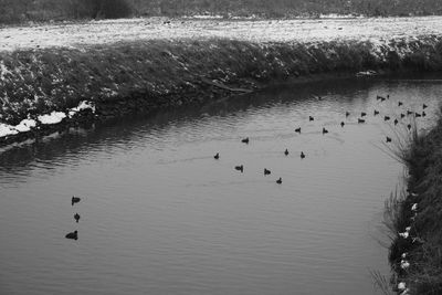 Swans swimming in water
