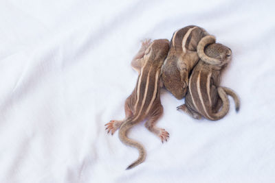 Close-up of newborn chipmunk sleeping against white background