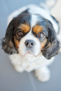 Close-up portrait of dog