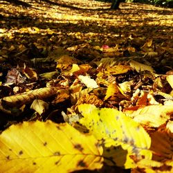 Leaves on ground