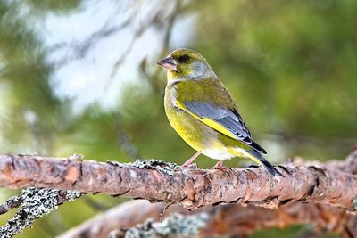 Close-up of bird perching on tree