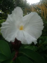 Close-up of white flowering plant