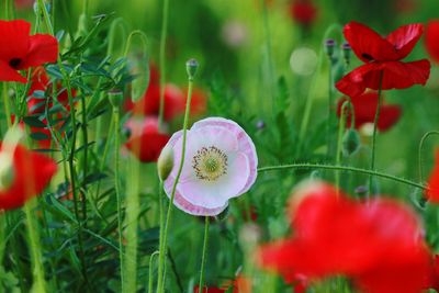 Close-up of poppy on field