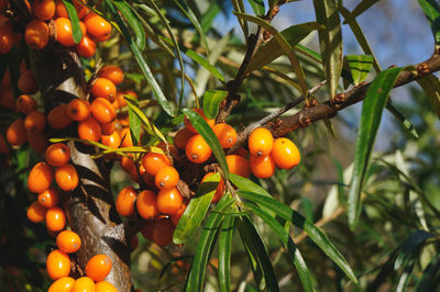 Close-up of tomatoes growing on tree