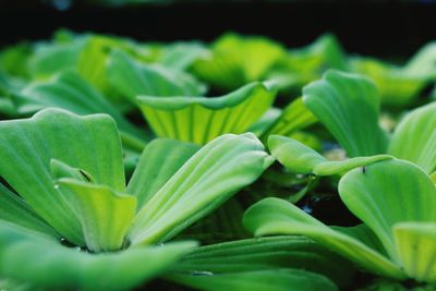 Close-up of plant