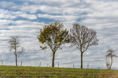 Bare trees on field against sky