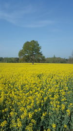 Scenic view of oilseed rape field against sky
