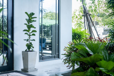 Potted plants on window sill