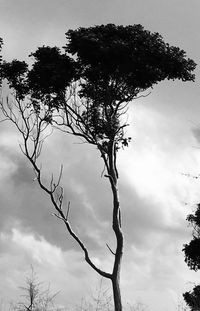 Low angle view of bare tree against cloudy sky
