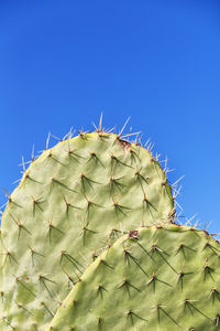 Low angle view of prickly pear cactus against clear blue sky