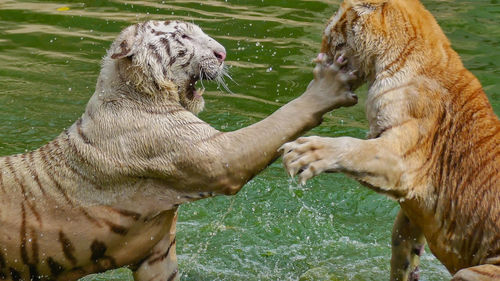 Tigers fighting in lake