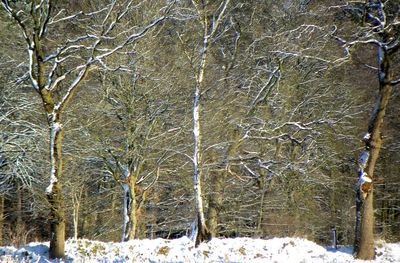 Snow covered trees in winter