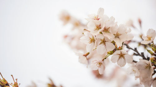 Close-up of cherry blossom