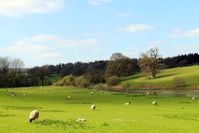 Flock of sheep grazing on field against sky