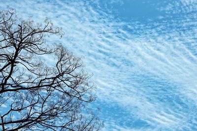 Bare tree by sea against blue sky