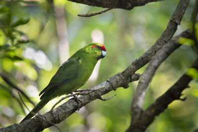 Bird perching on a branch