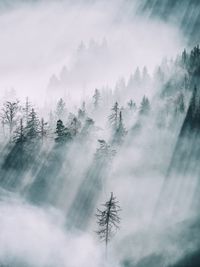 Sunlight falling on trees in forest during foggy weather