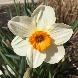 Close-up of yellow flower
